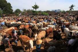 Cegah Penyakit Ternak Baru, Kementan Gandeng FAO