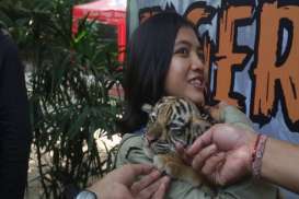 Ini Nama 3 Anak Harimau Koleksi Kebun Binatang Mangkang