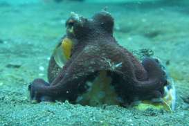 Jiwa Meleleh di Selat Lembeh