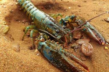 BKIPM Lepasliarkan 29.600 Benih Lobster 