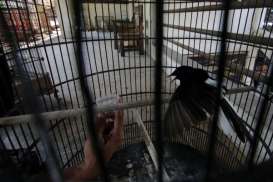 Pedagang Burung di Madiun Keberatan Aturan Menteri LHK