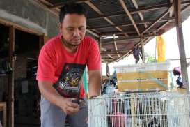 Penangkar Murai, Cucak Rawa & Jalak di Klaten Resah
