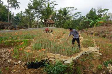 Taman Bunga Amarilis Gunung Kidul Siap Bermekaran