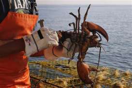 Lindungi Potensi Lobster, Gianyar Terapkan Bubu Lipat Ramah Lingkungan  