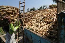 Sebaran Panen Jagung Diklaim Jamin Pasokan