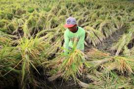 September 2018, Daya Beli Petani di Sulut Masih Rendah