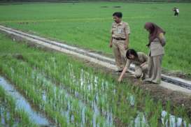 Sumbar Kekurangan 1.400 Tenaga Penyuluh Pertanian