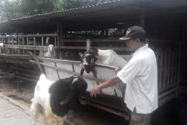 Jembrana Kembangkan Sentra Kambing Etawa