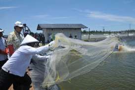 Perindo Berencana Tingkatkan Produksi Udang