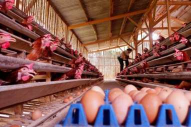 Pasokan Daging, Ayam, Telur Akhir Tahun Diyakini Aman