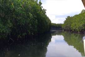 Mangrove Pembelah Pasi-Gusung Jadi Destinasi Wisata Selayar