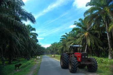 KLHK Sebut Administrasi Izin 9.964 ha Kebun Sawit di Buol Sudah Lengkap