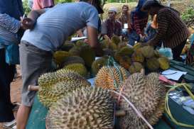 Ribuan Durian 'Sold Out' di Festival Bukit Setepong Madiun