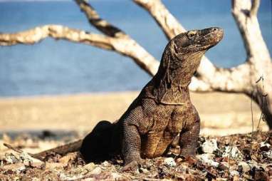 KLHK Kaji Wacana Penutupan Pulau Komodo