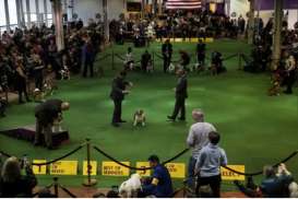 Begini Sejarah Westminster Kennel Club, Pameran Berusia 149 Tahun