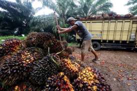 CEK FAKTA DEBAT CAPRES : Jokowi Sebut Produksi Kelapa Sawit 46 Ton Per Tahun, Ini Hasil Penelusurannya 