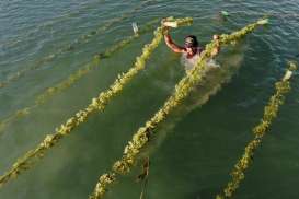 KKP Siapkan Pengembangan Kebun Bibit Rumput Laut