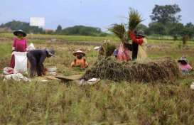 Limakilo Target Pasok 100 Ton Beras Setelah Dicaplok Warung Pintar