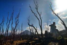 Status Cagar Alam Gunung Papandayan Dicabut, KLHK Diprotes