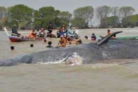 Langkah Awal Demi Lestarikan Mamalia Laut