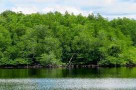 Iriana Jokowi Dorong Pelestarian Mangrove