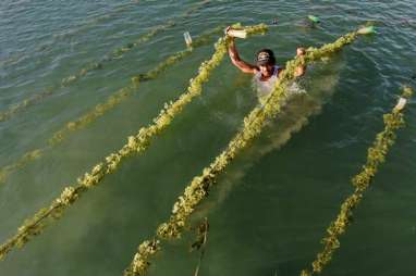 Pengusaha Harapkan Produksi Rumput Laut Naik Dua Kali Lipat