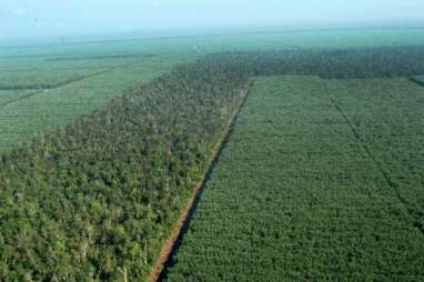Sarpatim Tarik Masyarakat Bangun Hutan Produksi