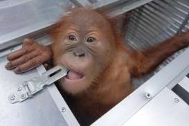 Yayasan Bos Siap Merawat Orangutan Sitaan Bandara Ngurah Rai
