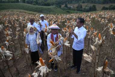 Pemprov Gorontalo Sebarkan Benih Jagung Gratis