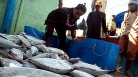 Pasok Ikan Tuna & Cakalang Perindo Ke Industri Meningkat 