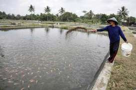 KKP Dorong Budidaya Cacing Sutera untuk Pembenihan Ikan Air Tawar 