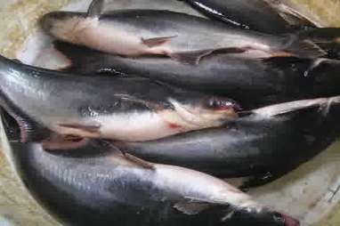 Pengusaha Desak Penerbitan SNI untuk Ikan Patin