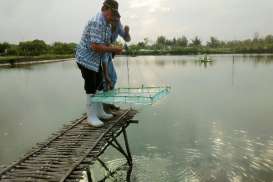 Biaya Produksi Tinggi, Pangsa Pasar Udang RI Kecil