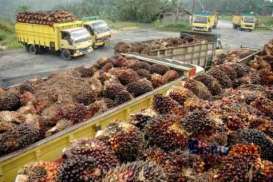 Harga Kelapa Sawit Sawit di Kalbar Turun