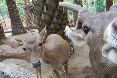 JELAJAH JAWA BALI 2019: Serunya Wisata Ramah Anak dan Disabilitas di Bali Zoo