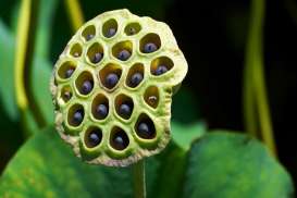 Mengenal Trypophobia, yang Bikin Seseorang Fobia Lubang