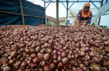 Kebijakan Ekspor-Impor Bawang Merah Dinilai Untungkan Petani