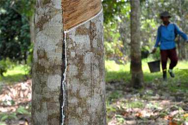 Harga Karet Turun Tajam, Ini Penyebabnya 