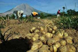 BNPP : 5 Juta Hektare Lahan di Perbatasan Berpotensi Dikembangkan