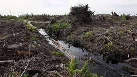 Penghentian Izin Baru Hutan Alam dan Lahan Gambut Resmi Berlaku