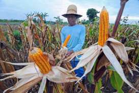 Pemprov Gorontalo Minta Bantuan Benih Jagung Diperbesar