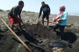 Penyu 2 Meter Membusuk di Pantai Kulonprogo, Ada Luka Terkena Benda Tajam
