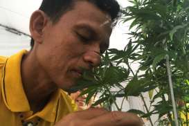 Di Negara Ini, Semua Orang Ingin Menanam Ganja