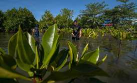 Kemenhub Tanam 4.500 Bibit Manggrove di Kalimantan Selatan