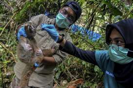 3 Kukang Jawa Dilepasliarkan di Hutan Kamojang Garut