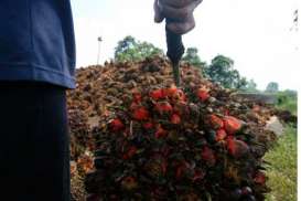 Kebijakan Biodiesel : Kata Presiden Jokowi, Harga CPO Bakal Terkerek 1-2 Tahun Mendatang