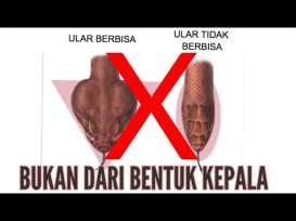 Tak Semua Ular Berbisa Berkepala Segitiga, Ini Ciri-Ciri Selengkapnya