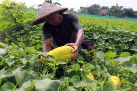 Stok Buah Impor Kosong, Kemendag Minta Peritel Alihkan ke Buah Lokal