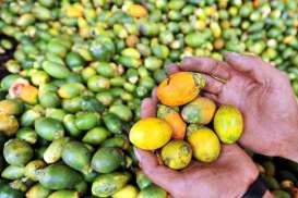 Cek Fakta: Tradisi Makan Sirih Pinang Papua Sebarkan Corona