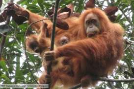 Menelusuri Jejak Langkah Orangutan di Calon Ibu Kota Baru